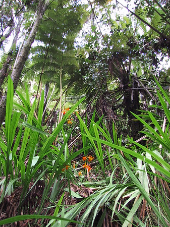 In Hawaiis Wäldern Foto 