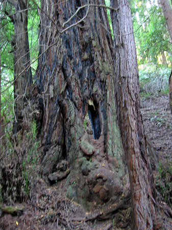 Fotos Muir Wald | 