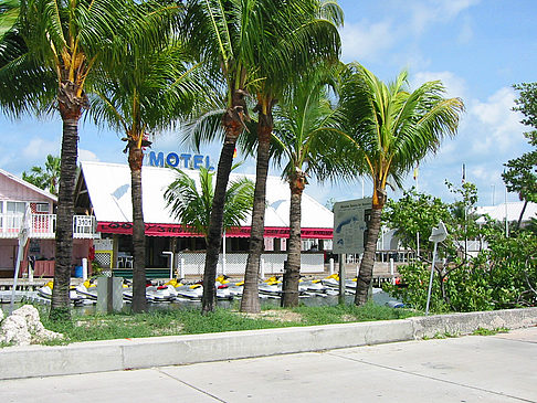 Foto Palmen am Straßenrand - Key West