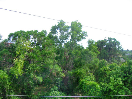 Foto Baum - 