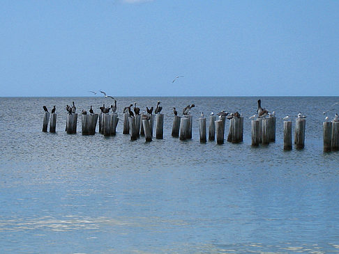 Fotos Vögel am Strand | 