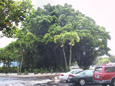 Hawaiis Straßenränder Fotos