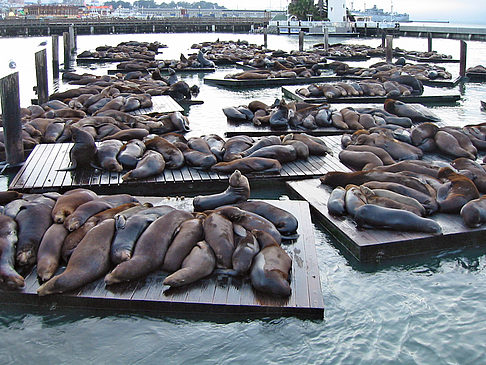 Fotos Fishermans Pier 39 bis 45