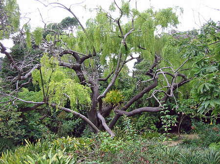 Golden Gate Park mit Botanischen Garten Foto 
