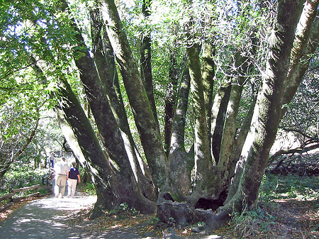 Muir Wald Fotos